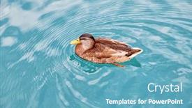  Presentation with nature animals birds - PPT theme featuring close-up-of-a-beautiful background and a teal colored foreground