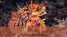  Presentation with tropical reef fish - Presentation design enhanced with close-up-of-a-beautiful background and a  colored foreground