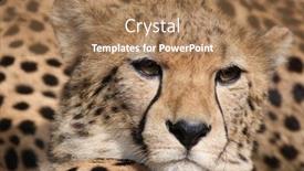  Presentation with cheetah - Presentation theme enhanced with up of a beautiful cheetah background and a coral colored foreground