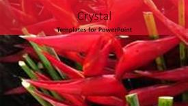  Presentation with paradise - PPT theme featuring close-up-of-a-bird background and a red colored foreground