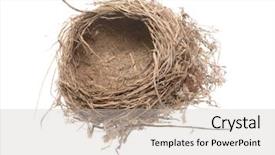  Presentation with birds - Colorful slides enhanced with close-up-of-a-birds backdrop and a light gray colored foreground