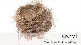  Presentation with birds - Audience pleasing PPT theme consisting of close-up-of-a-birds backdrop and a light gray colored foreground