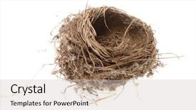  Presentation with birds - Cool new presentation theme with close-up-of-a-birds backdrop and a light gray colored foreground