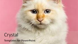  Presentation with pink cat - Cool new theme with close-up of a birman cat 5 months old on a pink background backdrop and a soft green colored foreground