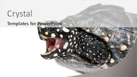  Presentation with pond - Audience pleasing presentation theme consisting of close-up-of-a-black backdrop and a white colored foreground