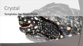  Presentation with turtle - PPT layouts having close-up-of-a-black background and a light gray colored foreground