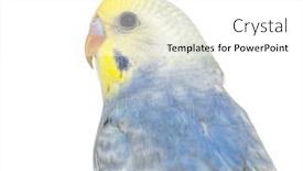  Presentation with rainbow - Presentation theme featuring close-up-of-a-blue background and a white colored foreground