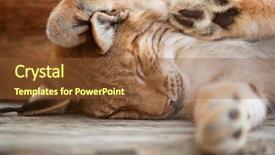  Presentation with sleeping - Theme having close-up of a bobcat background and a tawny brown colored foreground