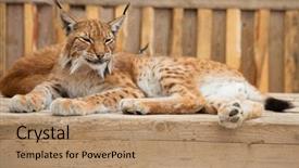  Presentation with close up wooden decking - Beautiful slide set featuring close-up of a bobcat backdrop and a coral colored foreground