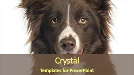  Presentation with border - Beautiful PPT layouts featuring close-up of a border backdrop and a tawny brown colored foreground