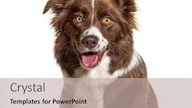  Presentation with border collie 4 years - PPT theme having close-up-of-a-border background and a mint green colored foreground
