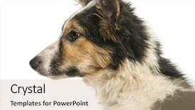  Presentation with border collie 4 years - Slide deck consisting of close-up of a border background and a  colored foreground