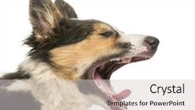  Presentation with border collie 4 years - Beautiful slides featuring close-up of a border backdrop and a light gray colored foreground