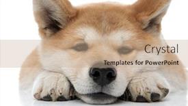  Presentation with studio - Presentation theme featuring close-up-of-a-bored background and a coral colored foreground