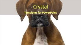 Presentation with boxer - Theme consisting of close-up of a boxer puppy 3 months old background and a tawny brown colored foreground