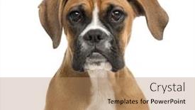  Presentation with boxer - Slide deck featuring close-up of a boxer in front of a white background background and a coral colored foreground