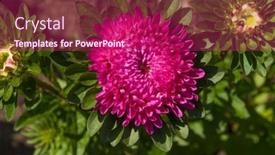  Presentation with purple flowers - PPT layouts having close-up-of-a-bright background and a violet colored foreground