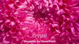  Presentation with lily of the valley close - Slide set consisting of close-up-of-a-bright background and a violet colored foreground