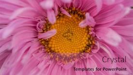  Presentation with dahlia - Theme with close-up-of-a-bright background and a coral colored foreground