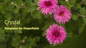  Presentation with purple flowers - Presentation design consisting of close-up-of-a-bright background and a tawny brown colored foreground