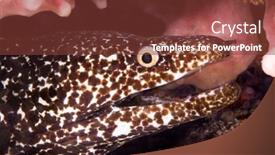  Presentation with brown - Cool new slides with close-up-of-a-brown backdrop and a tawny brown colored foreground