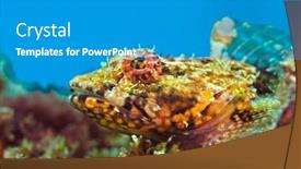  Presentation with brown - Presentation consisting of close-up-of-a-brown background and a teal colored foreground