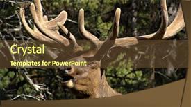  Presentation with bull cart - Audience pleasing presentation design consisting of close up of a bull backdrop and a  colored foreground