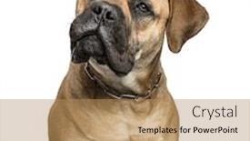  Presentation with brown sugar isolated on white - Slides featuring close-up-of-a-bullmastiff background and a coral colored foreground