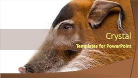  Presentation with pig - Cool new presentation theme with close-up-of-a-bush backdrop and a tawny brown colored foreground