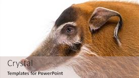  Presentation with pig - Amazing slides having close-up-of-a-bush backdrop and a coral colored foreground