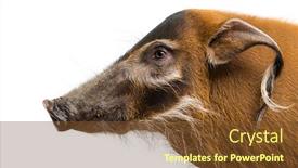  Presentation with pig - Amazing theme having close-up-of-a-bush backdrop and a tawny brown colored foreground