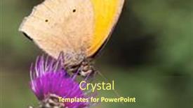  Presentation with thistle - Theme consisting of close-up-of-a-butterfly background and a tawny brown colored foreground