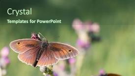  Presentation with thistle - Presentation theme consisting of close-up-of-a-butterfly background and a tawny brown colored foreground