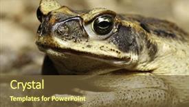  Presentation with cane - PPT theme having close up of a cane background and a tawny brown colored foreground