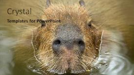  Presentation with close up of a brick - PPT theme enhanced with close-up-of-a-capybara background and a coral colored foreground