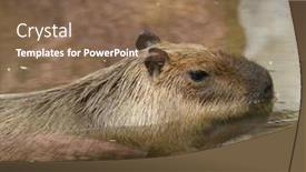  Presentation with close up of an apron - Audience pleasing PPT theme consisting of close-up-of-a-capybara backdrop and a violet colored foreground