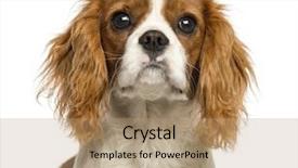  Presentation with executive marting luther king j - PPT theme with cavellier - close-up of a cavalier king background and a coral colored foreground