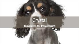  Presentation with king - Colorful presentation design enhanced with close-up of a cavalier backdrop and a gray colored foreground