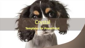  Presentation with king - Presentation theme with cavellier - close-up of a cavalier king background and a tawny brown colored foreground