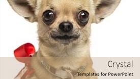  Presentation with fancy - Amazing PPT layouts having close-up of a chihuahua with fancy collar looking at the camera 4 years old isolated on white backdrop and a coral colored foreground