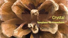  Presentation with pine cone - Presentation theme enhanced with close-up of a christmas pine cone background and a tawny brown colored foreground