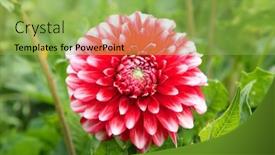  Presentation with dahlia - 