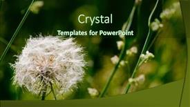  Presentation with dandelion - Beautiful PPT theme featuring close-up-of-a-common backdrop and a wine colored foreground