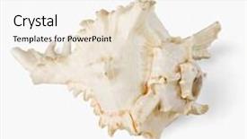  Presentation with shell - PPT theme with close-up-of-a-conch background and a  colored foreground