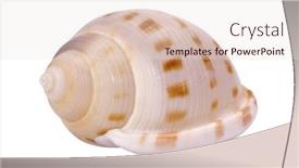 Presentation with shell - Presentation theme with close-up-of-a-conch background and a  colored foreground