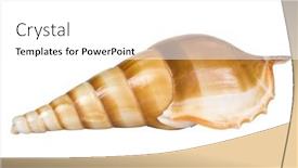  Presentation with shell - Cool new PPT theme with close-up-of-a-conch backdrop and a  colored foreground