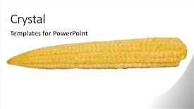 Presentation with corn cob - Presentation having close-up of a corn cob background and a white colored foreground