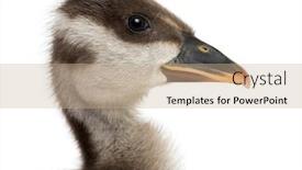  Presentation with old days - Beautiful slides featuring close-up-of-a-coscoroba backdrop and a coral colored foreground