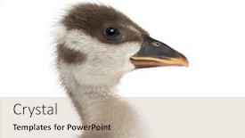  Presentation with swan ganz catheter - Colorful PPT layouts enhanced with close-up-of-a-coscoroba backdrop and a mint green colored foreground