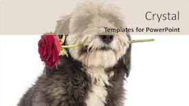  Presentation with white rose - Amazing presentation having close-up of a crossbreed 4 years old holding a red rose in its mouth in front of white background backdrop and a soft green colored foreground